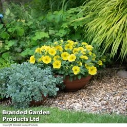 Petunia Capella™ Hello Yellow -Dobies PETU HELLOWYEL T34156