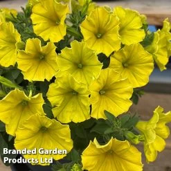 Petunia Capella™ Hello Yellow -Dobies PETU HELLOYELL S42229