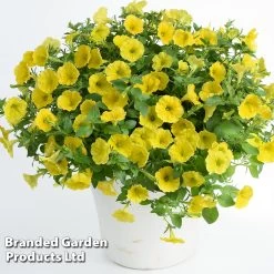 Petunia Capella™ Hello Yellow -Dobies PETU HELLOYELL S43946
