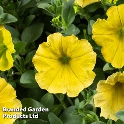 Petunia Capella™ Hello Yellow -Dobies PETU HELLOYELL S43949