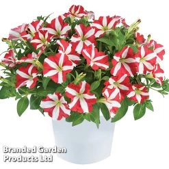 Petunia 'Amore™ King Of Hearts' -Dobies PETU KINGHEART S43205