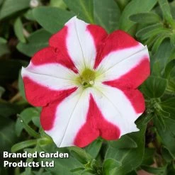 Petunia 'Amore™ King Of Hearts' -Dobies PETU KINGHEART S43206