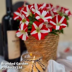 Petunia 'Amore™ King Of Hearts' -Dobies PETU KINGHEART S43209