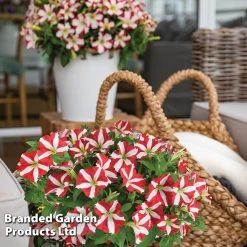 Petunia 'Amore™ King Of Hearts' -Dobies PETU KINGHEART S43210