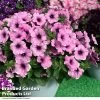 Petunia 'Lavender Blush'
