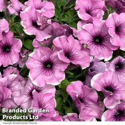 Petunia 'Lavender Blush' -Dobies PETU LAVENDERB T51157