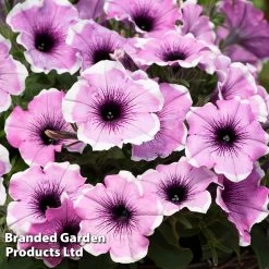 Petunia 'Lavender Blush' -Dobies PETU LAVENDRBL S51193