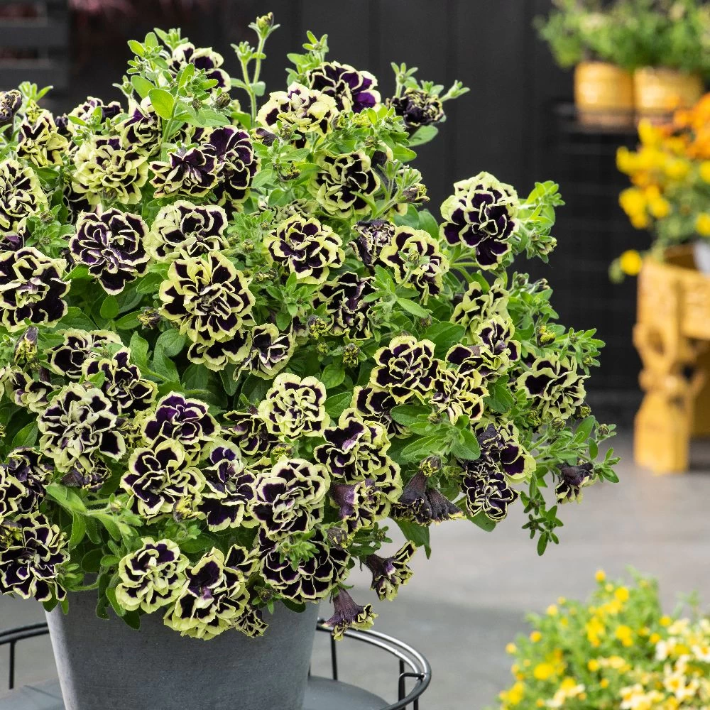 Petunia Mystical Midnight Gold 1 Petunia Mystical Midnight Gold