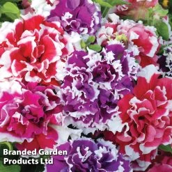 Summer Bedding Collection 8 Summer Bedding Collection -Dobies PETU ORCHPICOT S15551