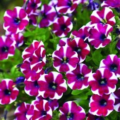 Petunia Pegasus Burgundy Bicolour