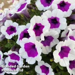 Petunia RIMarkable -Dobies PETU RIMARKABL S42230