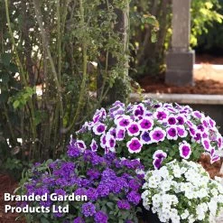 Petunia RIMarkable -Dobies PETU RIMARKABL S43912