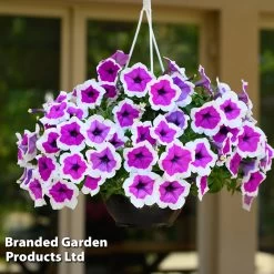 Petunia RIMarkable -Dobies PETU RIMARKABL S43914