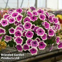 Petunia RIMarkable -Dobies PETU RIMARKABL S43915