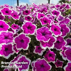 Petunia RIMarkable -Dobies PETU RIMARKABL S43917