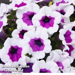 Petunia RIMarkable -Dobies PETU RIMARKABL T40692