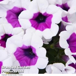 Petunia RIMarkable -Dobies PETU RIMARKABL T40693