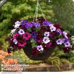 Petunia 'Sky Mix' (with Night Sky) -Dobies PETU SKYMIXED T444501