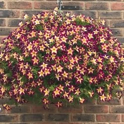 Petunia Surfinia Star Burgundy