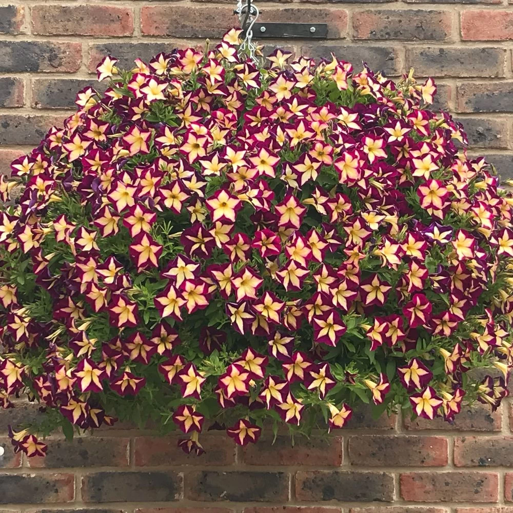 Petunia Surfinia Star Burgundy 1 Petunia Surfinia Star Burgundy