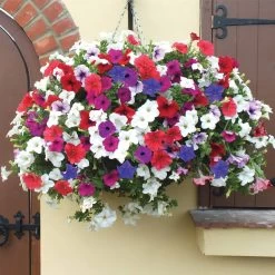 Petunia Surfinia Collection