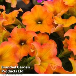 Petunia ‘Crazytunia® Terracotta’ -Dobies PETU TERRACOTT T40678