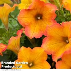 Petunia ‘Crazytunia® Terracotta’ -Dobies PETU TERRACOTT T40679