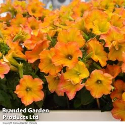 Petunia ‘Crazytunia® Terracotta’