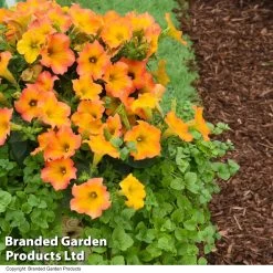 Petunia ‘Crazytunia® Terracotta’ -Dobies PETU TERRACOTT T40685