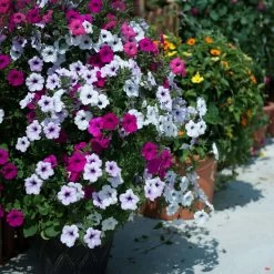 Petunia Tidal Wave