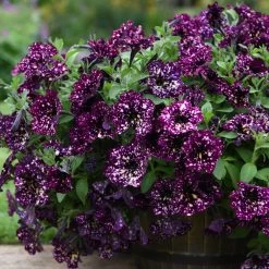 Petunia Pegasus Wine Splash