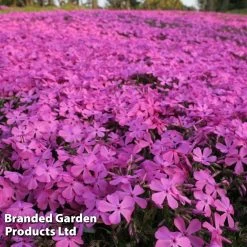 Phlox Subulata 'McDaniels Cushion'
