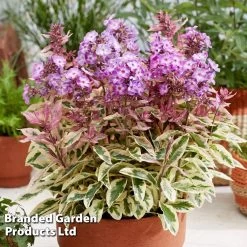 Phlox Paniculata 'Olympus'