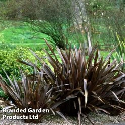 Phormium Black Velvet