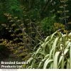 Phormium 'Cream Delight'