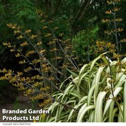 Phormium 'Cream Delight'