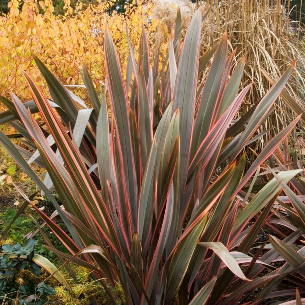 Phormium Rainbow Queen 1 Phormium Rainbow Queen
