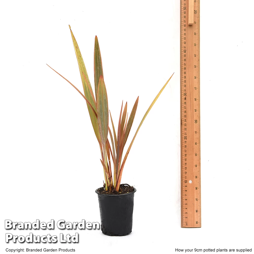 Phormium Rainbow Queen 3 Phormium Rainbow Queen - Image 3