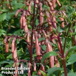 Phygelius X Rectus Funfare Orange