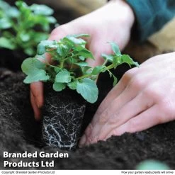 Viola Tasty F1 5 Viola Tasty F1 -Dobies PLAN GARDENREA T137651