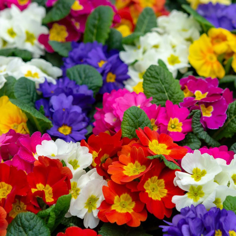 Polyanthus Plants - Crescendo Mix 1 Polyanthus Plants - Crescendo Mix