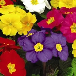 Polyanthus Plants - Crescendo Mix 7 Polyanthus Plants - Crescendo Mix -Dobies POLY CRESCENDO S24556