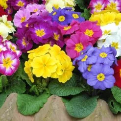Polyanthus Plants - Crescendo Mix 8 Polyanthus Plants - Crescendo Mix -Dobies POLY CRESCENDO S24557