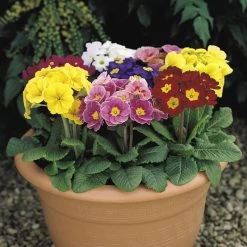 Polyanthus Plants - Crescendo Mix 9 Polyanthus Plants - Crescendo Mix -Dobies POLY CRESCENDO S24558