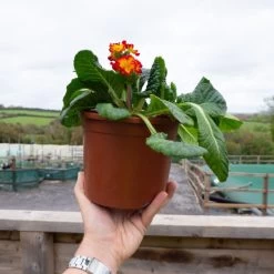 Polyanthus Plants - Firecracker -Dobies POLY FIRECRA2L U35103