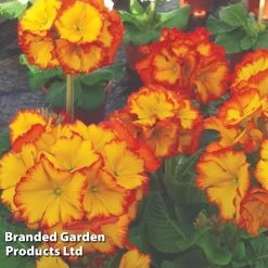 Polyanthus Firecracker
