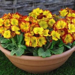 Polyanthus Plants - Firecracker