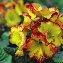 Polyanthus Plants - Firecracker -Dobies POLY FIRECRACKE T11046