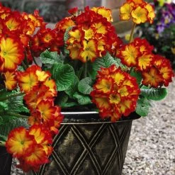 Polyanthus Plants - Firecracker -Dobies POLY FIRECRACKE T11662