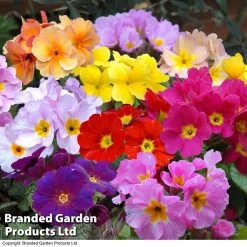 Primrose Large Flowered